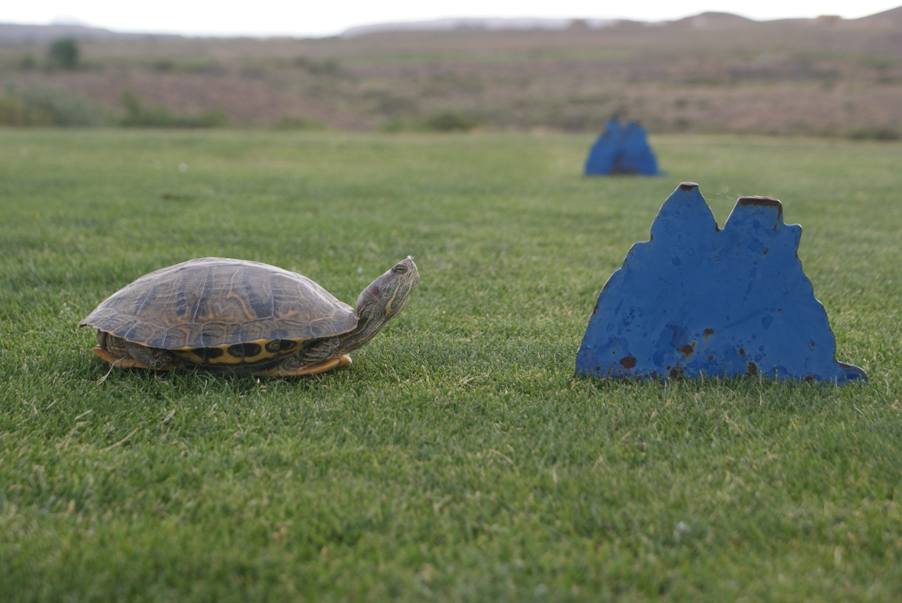 Turtle on golf course green