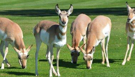 Deer on golf course